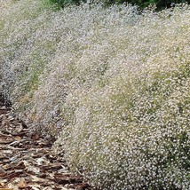 Gypsophila Paniculata Babys Breath Seeds Fresh USA Fast Shipping - $14.98