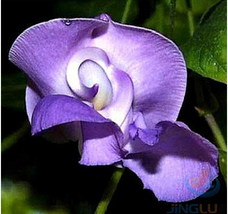 20 Vigna Caracalla Lavender Snail Vine Seeds - £6.33 GBP