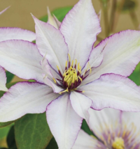 25 Pc Seeds White Purple Clematis Flowers, Clematis Seeds for Planting | RK - £12.61 GBP