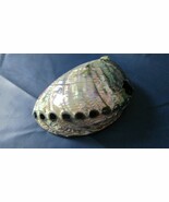Abalone sea shell polished iridescent topside, NATURAL HOLES.  7 X 6&quot; - $40.72 CAD