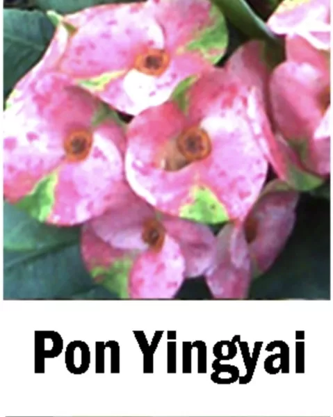 Pon Yingyai Crown Of Thorns Euphorbia Milii Christ Plant Starter Plant Garden - £27.75 GBP