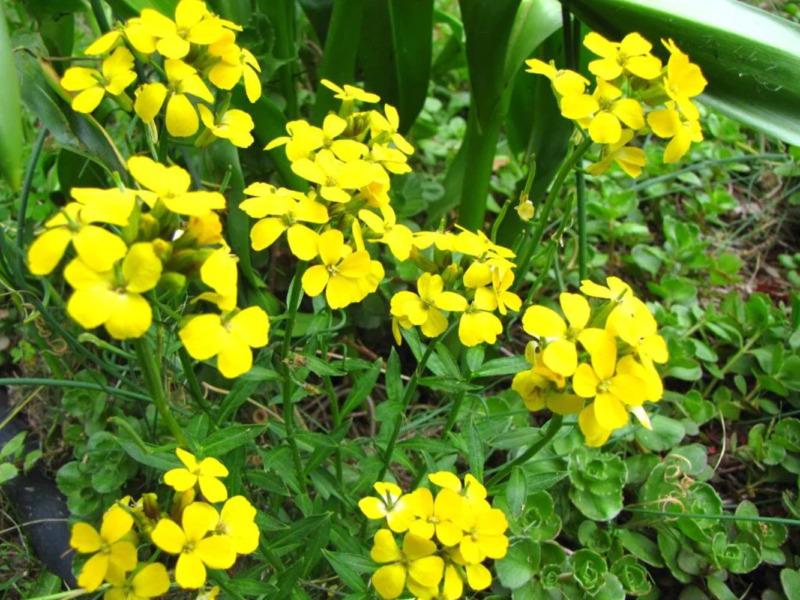 Garden Store 450 Seeds Siberian Wallflower Erysimum Cheiranthus Allionii... - $6.50