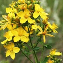 1500 Great Saint Johns Wort St Johns Hypericum Pyramidatum Yellow Flower Herb Se - $7.45