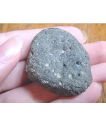 (F-309h) fossil Tortoise turtle leg spur specimen Florida rivers Pleisto... - $10.39