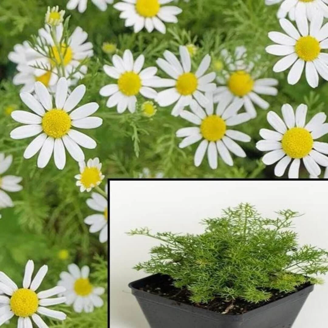 Chamomile Gernman White 4inches Plant Daisy Winter Hardy Plant Matricari... - $13.61