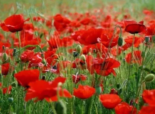 3000 Red Corn Poppy Seeds Papaver rhoeas - £2.99 GBP