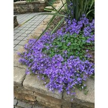 Campanula Poscharskyana Blue Waterfall Serbian Bellflower Starter Plant ... - $31.50