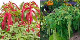 Amaranth Mix Christmas In Summer Red &amp; Green Flowers Tall 1000 Seeds From US - £7.85 GBP