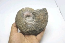 Harpoceras Ammonite Fossil – Rare Toarcian Jurassic Morocco Specimen Amm... - $816.98 MXN