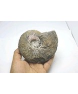 Harpoceras Ammonite Fossil – Rare Toarcian Jurassic Morocco Specimen Amm... - $44.55