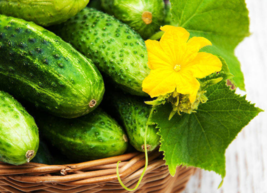 20 Pc Seeds Boston Pickling Cucumber Plant, Cucumber Seeds for Planting | RK - £15.19 GBP