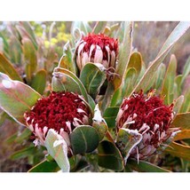 US Seller 6Pcs Protea Longifolia Seeds Stunning Long Leaf Red Sugarbush Very Rar - £17.85 GBP