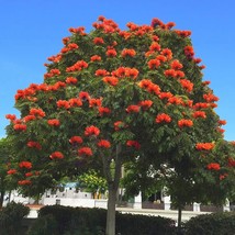 African Tulip Tree (Spathodea Campanulata) Seeds USA SELLER - $17.82