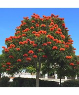 African Tulip Tree (Spathodea Campanulata) Seeds USA SELLER - $17.82