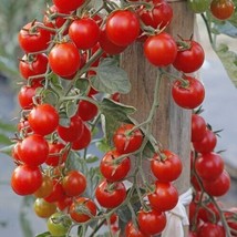 Best 50 Seeds Easy To Grow Red Cherry Tomato Hybrid Vegetable Tomatoe - $8.79