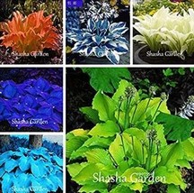 Perennial Hosta : Timeless Charm for Every Garden - $12.99