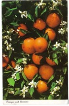 Florida Postcard Oranges And Blossoms - £3.09 GBP