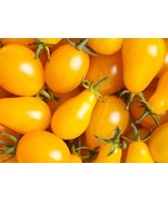 BRN Yellow Plum Tomato Seeds Bulk 100 Per Pkt Flavorful Preserves & Salads R - $272.78 MXN