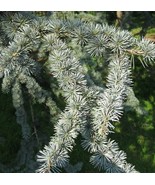 SRN Cedrus Atlantica Glauca Blue Atlas Mountain Cedar Seeds Garden - €9,77 EUR
