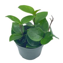 Hoya Chelsea Carnosa, Very Full 4&quot; Potted Starter, Honeyplant Waxplant Porcelain - £16.97 GBP