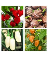 Habanero Pepper Collection Hot Seeds Fresh Garden - £19.85 GBP