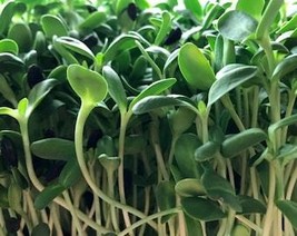 THJAR Microgreens Seeds - Organic, Heirloom, Open Pollinated, Non GMO - ... - $2.31
