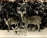 Salesman Sample Deer Family Earley&#39;s Camps Guilford Maine ME UNP Postcar... - £12.41 GBP