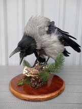 Stuffed raven, crow (raven) taxidermy crow (raven)! Taxidermy gray crow ... - £251.81 GBP