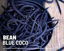 30 Bean Blue Coco Seeds Phaseolus vulgaris Heirloom Vegetable Open Pollinated - £12.59 GBP