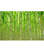 300 Seeds GREEN SWEET SUGAR CANE SEEDS RUM SYRUP ROCK CANDY SUGAR CRYSTALS - £23.68 GBP