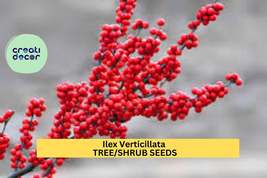 Winterberry Seeds – Ilex verticillata – 250mg for Planting, Native Decid... - $6.50