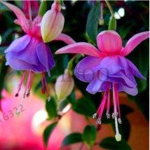 Fuchsia Lanterns/Flower/Flower Bonsai Indoor Balcony Living Room/Begonia Bell Po - £4.46 GBP