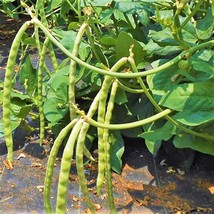 Mississippi Cream Pea Cowpea Seeds Southern Field Pea Lady Zipper Crowder Vegeta - £7.43 GBP