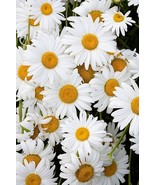 SDC 50 Shasta Daisy Seeds Fresh Seeds - $21.71 CAD