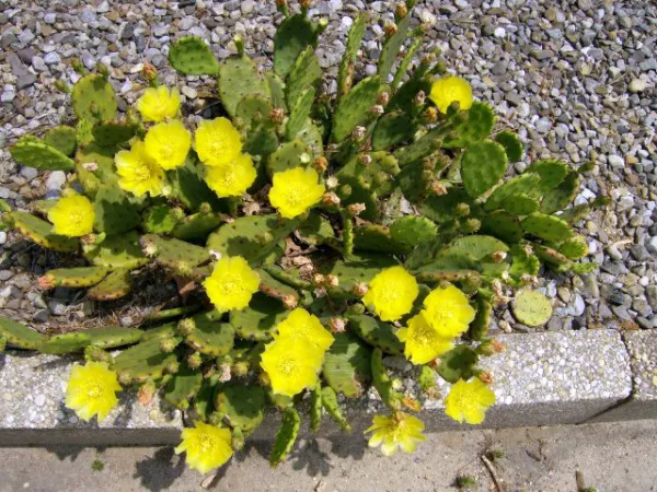 25 Eastern Prickly Pear Cactus Seeds Opuntia Humif Cold Hardy Fresh Seeds - £11.37 GBP