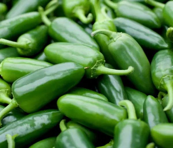 Jalapeno M Pepper Seeds 50+ Spicy Mexican Culinary Salsa Culinary Usa Se... - £3.30 GBP
