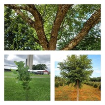 Quart Pot 12-18&quot; Tall Live Plant River Birch Single Stem Tree Betula nigra - £55.87 GBP