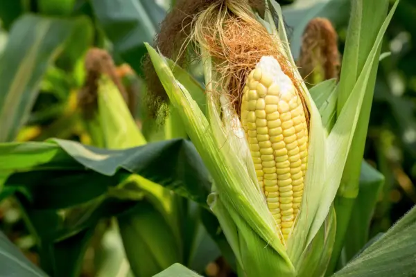 Top Seller 50 Sugar Buns Corn Sweet S.E. Yellow Zea Mays Vegetable Seeds - £11.48 GBP