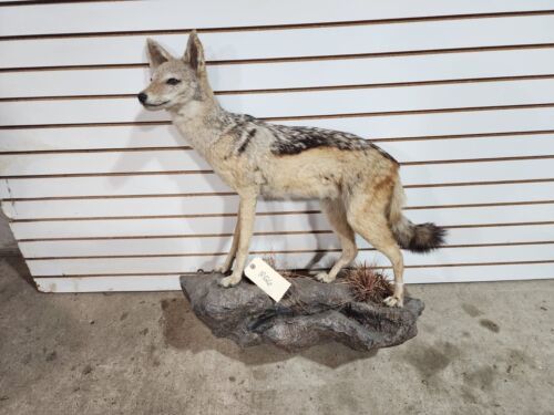 Primary image for Black jackal African Taxidermy Mount
