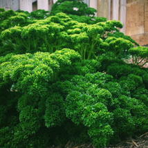 500 Seeds Triple Curled Parsley Seeds  Heirloom - Non-GMO Herb Seeds - £7.94 GBP