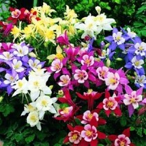 50 Aquilegia Columbine Seeds Flower Perennial Flowers Seed - £7.19 GBP