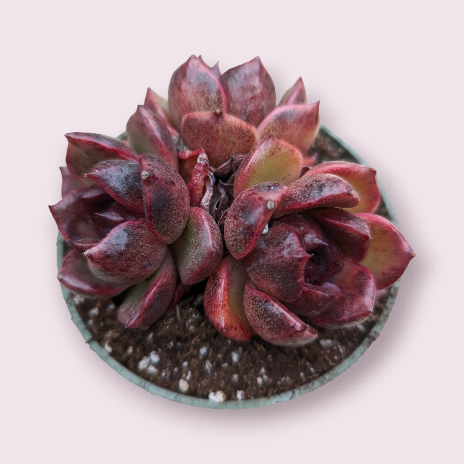 Echeveria Black Rose Succulent Plant - $25.65