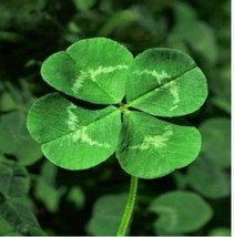 200 Seeds Love Bonsai Four Leaf Clover Family Indoor Vase Garden Flower - $19.98
