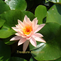 1 Professional Pack 1 seed / pack Nymphaea Eldorado Asian Orange Water Lily Pad  - $5.98