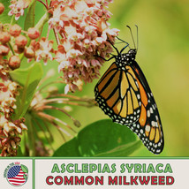 US Seller 200 Common Milkweed Seeds, Monarch Butterfly Attractor &amp; Host ... - £8.13 GBP