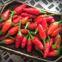 25 Seeds Thai Sun Pepper Vegetables Garden - £7.66 GBP