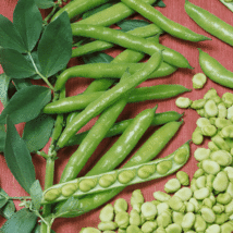Bean Seeds - Fava - Broad Windsor  - Vegetable Seeds - Outdoor Living - Garden - £28.24 GBP