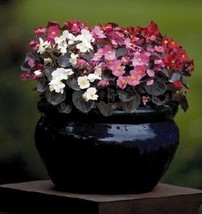 30 Gorgeous Begonia Nightlife Mix Flower Seeds Deep Bronze Leaves Annual Fresh G - $12.68