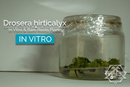 Drosera hirticalyx in vitro (Tissue Culture) Carnivorous plant sundew plant - £19.94 GBP