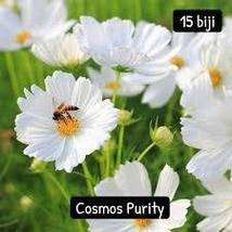 Purity Cosmos Seeds Cosmos Bipinnatus 500 Seeds For Planting - £13.43 GBP